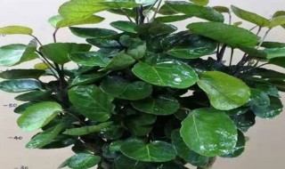 钱兜树怎么剪枝 钱兜树怎么剪枝视频教程