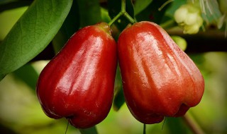 莲雾的吃法技巧（莲雾怎么吃图解法视频）