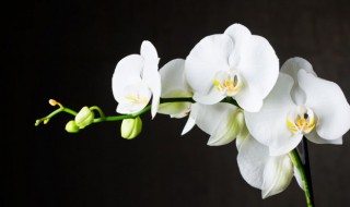 兰花的正确养殖方法 兰花的正确养殖方法日记