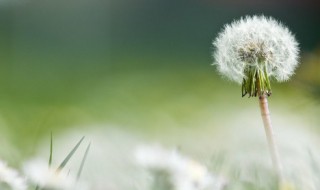 蒲公英在什么季节传播种子 蒲公英什么季节传播种子的方法