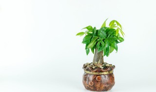 发财树摆在家里什么位置 发财树放在家里什么位置最好?