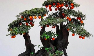 金弹子冬天能室外过冬吗?（金弹子冬天能放在室外吗）