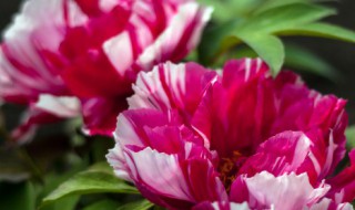 凤尾牡丹的养殖方法（凤尾牡丹的养殖方法和注意事项）