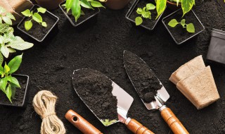 迦楼罗是啥花（迦楼罗象征）