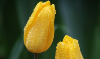 什么花不香（什么花不香,但是好看）