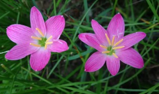 韭兰有毒吗 韭兰有没有毒性