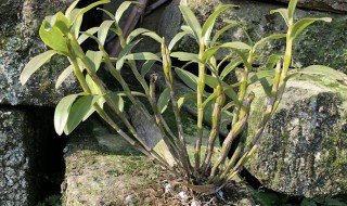 金钗石斛怎么种（金钗石斛怎么种植适合什么样的盆栽种）