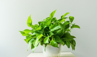 大绿萝叶子发黄怎么回事(一个鸡蛋就可以让绿萝疯长)