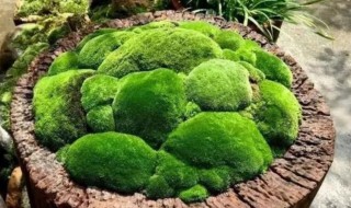 野外挖的苔藓怎么养 野外的苔藓挖回家怎么养