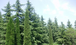松柏树的特点和特征 松树和柏树的区别图片