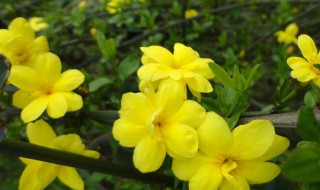 迎春花和云南黄馨区别 迎春花和云南黄韾