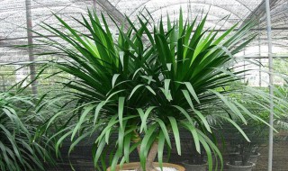 龙须树浇水的正确方法 室内龙须树浇水的正确方法