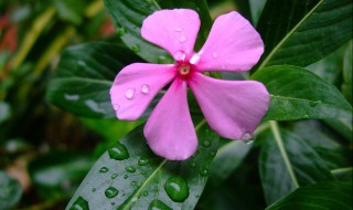 五瓣梅的繁殖方法（五瓣梅的繁殖方法是什么）