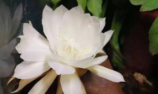 昙花繁殖方法（昙花繁殖方法有哪些）