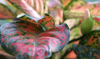 万年青的禁忌 万年青禁忌相克