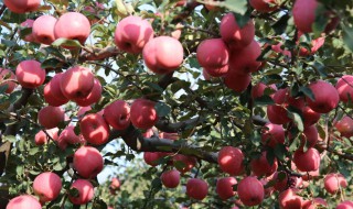 红肉苹果怎么吃（红肉苹果好吃吗?）