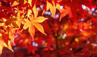 代表秋天的植物（代表秋天的景物）