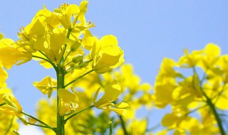 北方最晚几月种油菜 北方油菜种植时间和方法