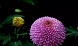 乒乓菊怎么扦插(乒乓菊怎么扦插什么时间扦插)