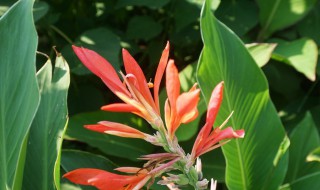 美人蕉的种植 美人蕉的种植时间和养殖方法