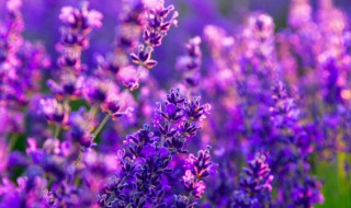 花坛里最常见的花 花坛里最常见的花有哪些