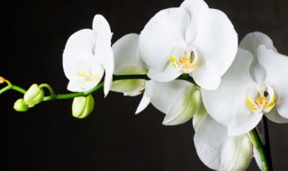 兰花焦尖是怎么回事 兰花焦尖怎么办?