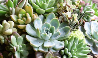 多肉植物怎么养才分叉（多肉怎么养会分叉）