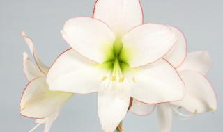 朱顶红休眠怎么处理 朱顶红 养护