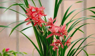 家庭如何养护好盆栽兰花 家庭如何养护好盆栽兰花呢