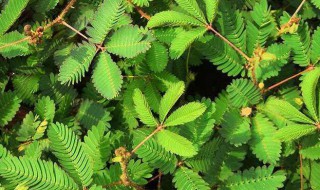 含羞草养殖方法与技巧（含羞草怎么养殖方法和时间）