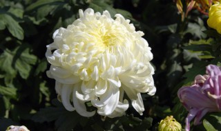 菊花开花的季节（四季菊花图片）