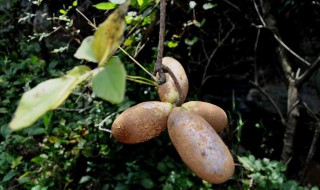 野香蕉的食用方法 野香蕉怎么吃