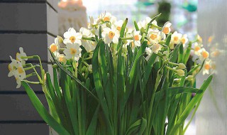 水仙花如何留种（水仙花如何留种的视频）