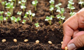 秋天种植的蔬菜 秋天该种什么蔬菜了