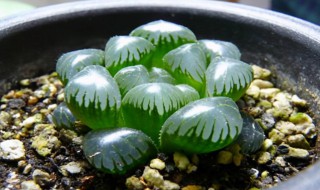 玉露无根怎么诱根（玉露无根怎么诱根视频）