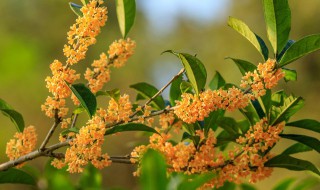 桂花树怎么种植 桂花树怎么种植成活率高