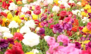 毛莨花怎么种植（毛莨花怎么种植视频）