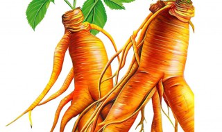 血参怎么吃 血参怎么吃最好