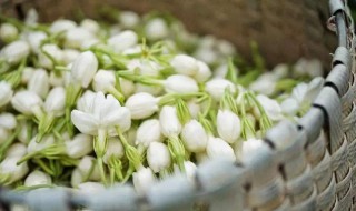 茉莉花怎么吃好 茉莉花怎么吃最好