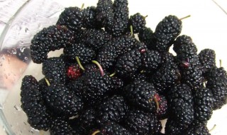 黑桑葚怎么吃（黑桑葚怎么吃补肾效果好）