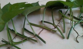 生根粉可以直接放水培里吗（生根粉能用于水培吗）