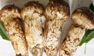 松茸怎么种植（松茸的种类及图片）