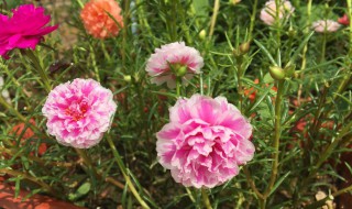 太阳花冬天在室内可以开花吗（太阳花第二年需要重新种吗）