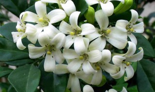 九里香怎么缓苗 九里香幼苗怎么修剪