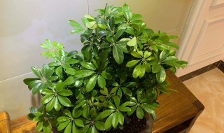 鸭掌木的繁殖方法及季节 鸭掌木的繁殖方法及季节图片