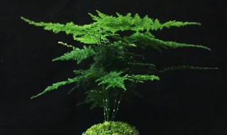 清香木可以水培吗（清香木可以扦插繁殖吗?）