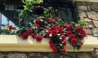 蒂娜月季的优缺点 费罗伦蒂娜月季的优缺点