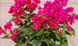 促进三角梅开花的方法有哪些 促进三角梅开花的方法有哪些图片