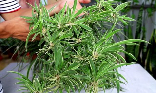 金边吊兰水培怎么养才能更旺盛 金边吊兰施什么肥料长得好