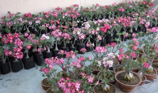 沙漠玫瑰即将开花该如何施肥 沙漠玫瑰即将开花该如何施肥呢